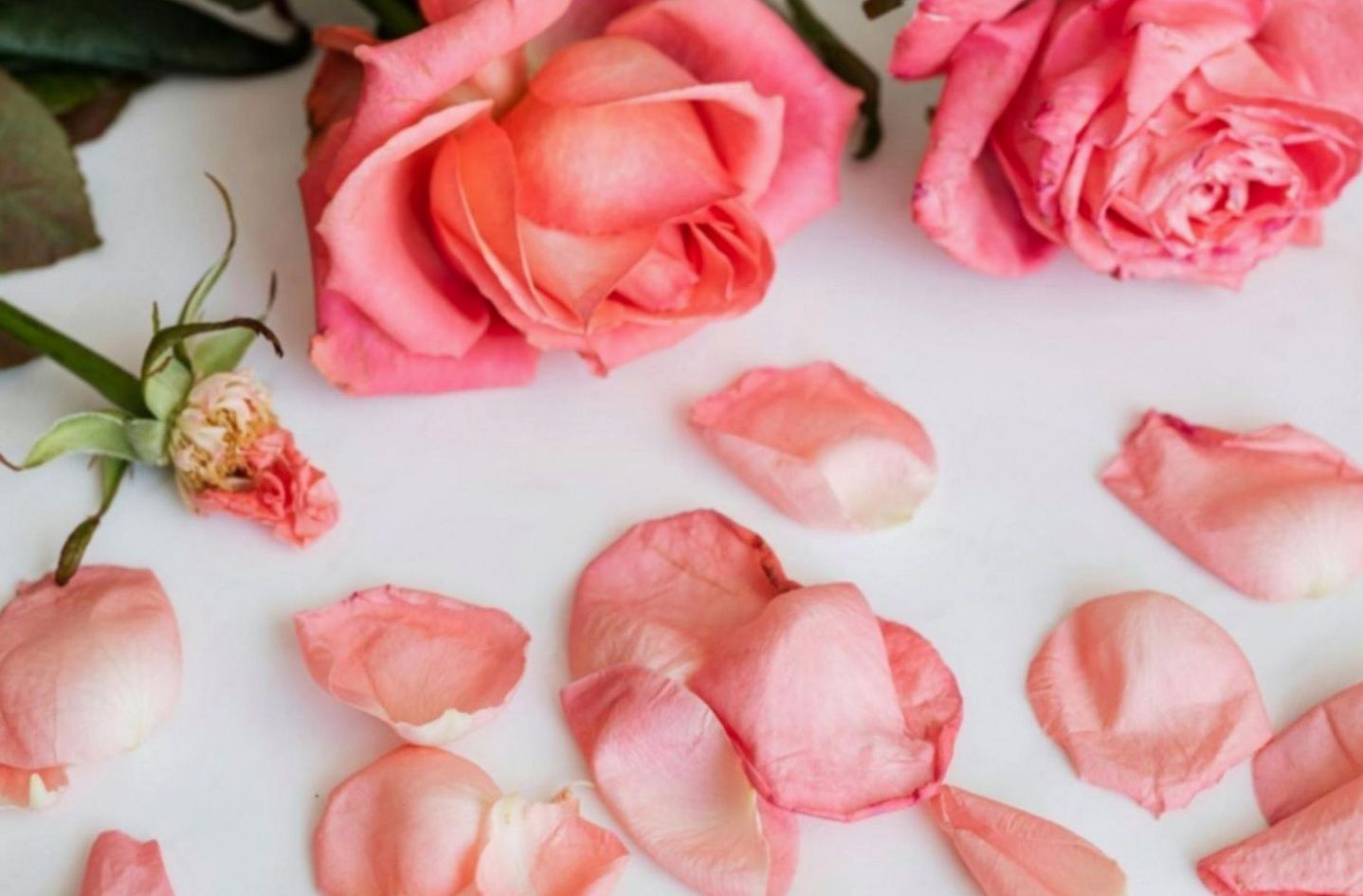 Système d'entretien floral