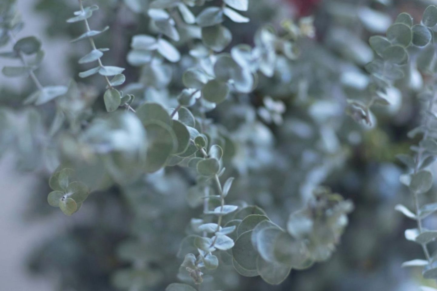 Arrangements floraux selon les saisons